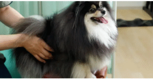 therapy for dogs with hip dysplasia