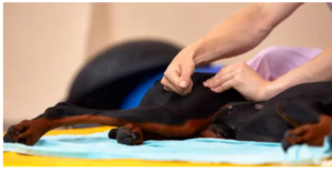 affordable dog physical therapist near me